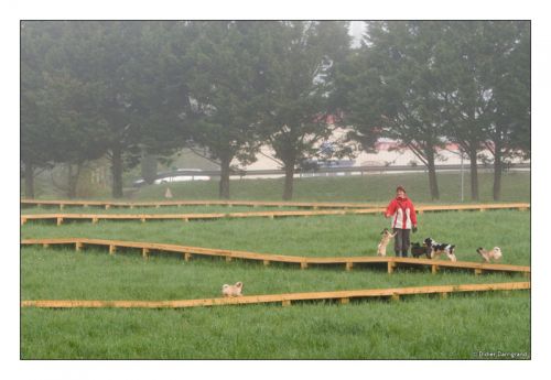 Les petits chiens ont suivi le chemin jusqu'au bout! Les petits chiens ont suivi le chemin jusqu'au bout!